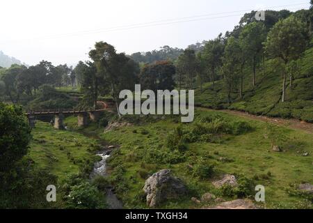 Vorbei an Teeplantagen auf dem niligiri Bergbahn, Tamil Nadu, Indien Stockfoto