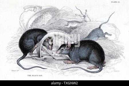 Schwarze Ratte - Rattus Rattus - in der Falle gefangen. Dies ist die Ratte, ist ein Vektor von Pest. 1838 Handcolorierte Kupferstich Edinburgh in William Jardine 'Naturalist Bibliothek'-Serie Stockfoto