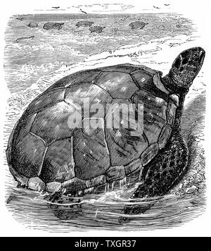 Suppenschildkröte (Chelonia mydas) - Essbar - Schildkröte Fleisch sehr geschätzt. Genießbare Schildkröten eingeführte lebende in Europa als Tabelle Delikatesse c. 1890 Holzstich Stockfoto