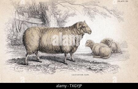 Dishley (Leicester) Ram. Diese Rasse der Schafe wurde durch selektive Zucht von Robert Bakewell (1725-95) auf seiner Farm in Dishley, Leicestershire, England. Handcolorierte Kupferstich von William Jardine 'Naturalist Bibliothek' Serie c 1840 Stockfoto