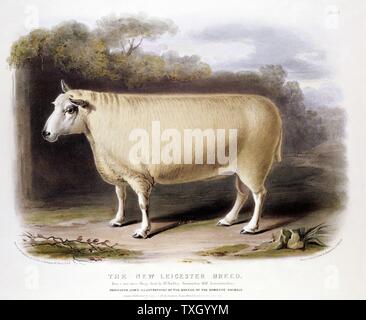 Neue Leicester (Dishley) Ram. Diese Rasse der Schafe durch selektive Zucht Erstellt von Robert Bakewell (1725-95) auf seiner Farm in Dishley, Leicestershire. Handcolorierte Lithographie 1842 Stockfoto