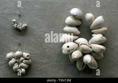 Strings von Kaurimuscheln. Im Laufe der Jahrhunderte haben diese häufig als eine Form der Währung verwendet. Stockfoto