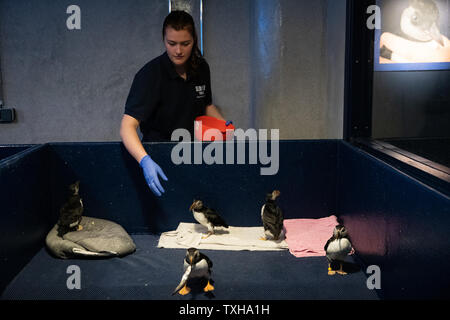 Papageientaucher während der Fütterung an Rescue Center Das "Puffin Hotel 'am Meer leben Vertrauen Beluga Whale Sanctuary auf der Insel Heimaey in Island. Jedes Jahr Kinder und ihre Familien retten Tausende Verletzte Seevögel, von denen viele Baby pufflings, die durch die Beleuchtung der Stadt verwechselt werden und zu Schwierigkeiten bei der Migration zu erhalten. Stockfoto