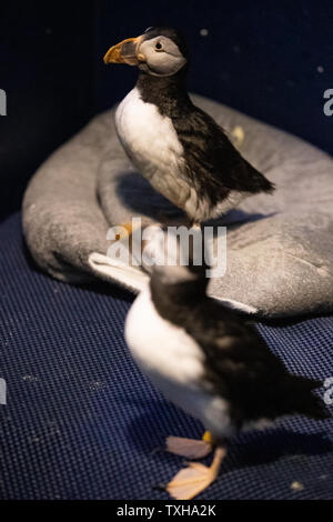 Papageientaucher während der Fütterung an Rescue Center Das "Puffin Hotel 'am Meer leben Vertrauen Beluga Whale Sanctuary auf der Insel Heimaey in Island. Jedes Jahr Kinder und ihre Familien retten Tausende Verletzte Seevögel, von denen viele Baby pufflings, die durch die Beleuchtung der Stadt verwechselt werden und zu Schwierigkeiten bei der Migration zu erhalten. Stockfoto