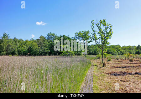 Ein Blick auf die verwalteten Naturreservat auf der Norfolk Broads am Upton, Norfolk, England, Vereinigtes Königreich, Europa. Stockfoto