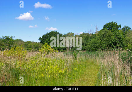 Ein Blick auf einen Fußweg durch Upton Fen Naturschutzgebiet in den Norfolk Broads am Upton, Norfolk, England, Vereinigtes Königreich, Europa. Stockfoto