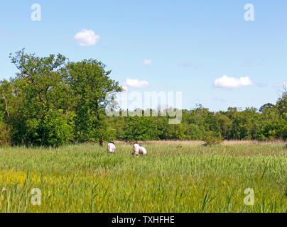 Ein Blick auf die drei Männer die Durchführung einer Umfrage über die Anlage Upton Fen Naturschutzgebiet in den Norfolk Broads am Upton, Norfolk, England, UK, Europa. Stockfoto