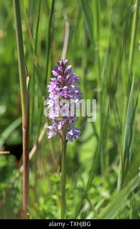 Eine gemeinsame Beschmutzt - Knabenkraut, Dactylorhiza fuchsii, am Upton Fen Naturschutzgebiet auf der Norfolk Broads am Upton, Norfolk, England, Vereinigtes Königreich, Europa. Stockfoto