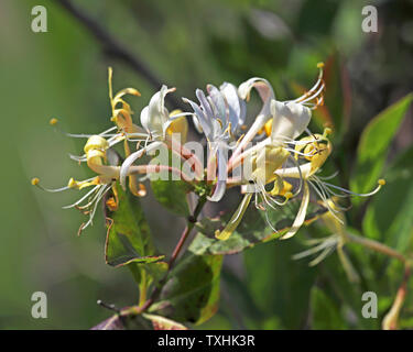 Eine Ansicht eines Honeysuckle, Lonicera periclymenum, Blume am Upton Fen Naturschutzgebiet auf der Norfolk Broads am Upton, Norfolk, England, UK, Europa. Stockfoto