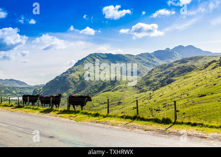 Welsh schwarze Vieh neben der Straße durch die Nant Gwynant Pass, Snowdonia National Park, Gwynedd, Wales, Großbritannien Stockfoto