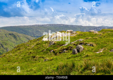 Welsh Mountain Schafe in thr Sonnenschein ruht auf warmen Felsen neben der Bergleute, Snowdonia National Park, Gwynedd, Wales, Großbritannien Stockfoto