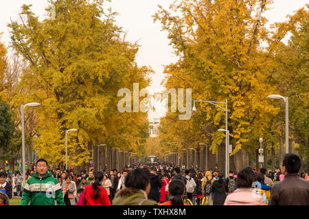 Ginkgo Allee, Chengdu Universität elektronische Wissenschaft und Technologie Stockfoto