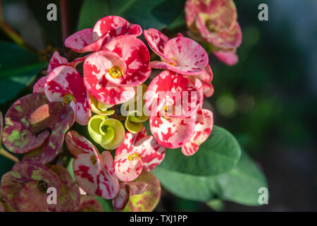 Blühende rote und weiße Euphorbia milii. Bali, Indonesien. Stockfoto