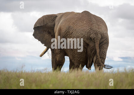 Afrikanischer Elefant (Loxodonta africana) Stier zu Fuß auf Savanne, von hinten gesehen, Amboseli National Park, Kenia. Stockfoto