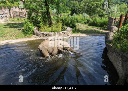 Kronberg im Taunus, Deutschland. 25. Juni 2019. Ein Afrikanischer Elefant Bad im Wasser der Elephant Enclosure während einer Pressekonferenz auf der Opel Zoo. Credit: Silas Stein/dpa/Alamy leben Nachrichten Stockfoto