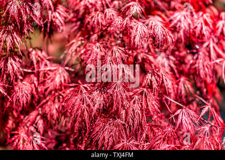 Nahaufnahme der japanischen Ahorn Baum mit roten Frühling oder Herbst Herbst Laub mit Muster der Blätter im Sonnenlicht Stockfoto