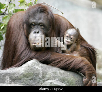 Bornesischen Orang-utan Sophia, 27, (L) eine hochgradig gefährdete Arten in freier Wildbahn, sitzt mit ihrem neugeborenen Kind weiblich an der Brookfield Zoo am 23. Oktober 2008 in Brookfield, Illinois. Die Geburt des weiblichen am 6. Oktober ist nur die zweite Geburt eines Orang-Utan, eine hochgradig gefährdete Arten, in einem akkreditierten Nordamerikanischen Zoo in diesem Jahr erwartet. Der säugling Orang-utan gemacht, ihr öffentliches Debüt Mittwoch. (UPI Foto/Brian Kersey) Stockfoto