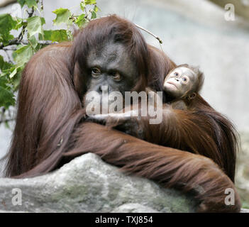 Bornesischen Orang-utan Sophia, 27, (L) eine hochgradig gefährdete Arten in freier Wildbahn, sitzt mit ihrem neugeborenen Kind weiblich an der Brookfield Zoo am 23. Oktober 2008 in Brookfield, Illinois. Die Geburt des weiblichen am 6. Oktober ist nur die zweite Geburt eines Orang-Utan, eine hochgradig gefährdete Arten, in einem akkreditierten Nordamerikanischen Zoo in diesem Jahr erwartet. Der säugling Orang-utan gemacht, ihr öffentliches Debüt Mittwoch. (UPI Foto/Brian Kersey) Stockfoto