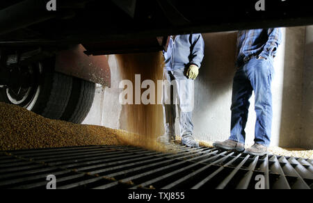 Gary Weber (R) steht mit Chester Cleveland, als er Mais seines Sohnes am Kornelevator in Illinois Manteno, entlädt am 20. Oktober 2008. Mais für Dezember Lieferung rose $ 0.155 pro Bushel an der Chicago Board of Trade schließen bei $ 4.185 Montag als Zurückprallen öl Märkte Investor Focus auf Rohstoffe verschieben. (UPI Foto/Brian Kersey) Stockfoto