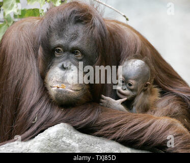 Bornesischen Orang-utan Sophia, 27, (L) eine hochgradig gefährdete Arten in freier Wildbahn, sitzt mit ihrem neugeborenen Kind weiblich an der Brookfield Zoo am 23. Oktober 2008 in Brookfield, Illinois. Die Geburt des weiblichen am 6. Oktober ist nur die zweite Geburt eines Orang-Utan, eine hochgradig gefährdete Arten, in einem akkreditierten Nordamerikanischen Zoo in diesem Jahr erwartet. Der säugling Orang-utan gemacht, ihr öffentliches Debüt Mittwoch. (UPI Foto/Brian Kersey) Stockfoto