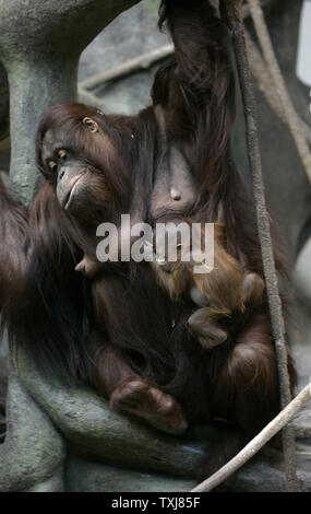 Bornesischen Orang-utan Sophia, 27, eine hochgradig gefährdete Arten in freier Wildbahn, bewegt sich in Ihrem aufweisen wie Ihr neugeborenes Kind Frau klammert sich an ihr an der Brookfield Zoo am 23. Oktober 2008 in Brookfield, Illinois. Die Geburt des weiblichen am 6. Oktober ist nur die zweite Geburt eines Orang-Utan, eine hochgradig gefährdete Arten, in einem akkreditierten Nordamerikanischen Zoo in diesem Jahr erwartet. Der säugling Orang-utan gemacht, ihr öffentliches Debüt Mittwoch. (UPI Foto/Brian Kersey) Stockfoto