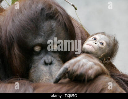 Bornesischen Orang-utan Sophia, 27, (L) eine hochgradig gefährdete Arten in freier Wildbahn, sitzt mit ihrem neugeborenen Kind weiblich an der Brookfield Zoo am 23. Oktober 2008 in Brookfield, Illinois. Die Geburt des weiblichen am 6. Oktober ist nur die zweite Geburt eines Orang-Utan, eine hochgradig gefährdete Arten, in einem akkreditierten Nordamerikanischen Zoo in diesem Jahr erwartet. Der säugling Orang-utan gemacht, ihr öffentliches Debüt Mittwoch. (UPI Foto/Brian Kersey) Stockfoto