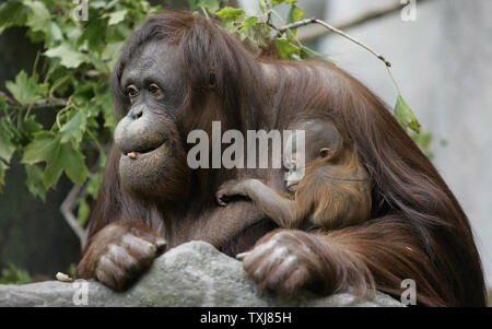 Bornesischen Orang-utan Sophia, 27, (L) eine hochgradig gefährdete Arten in freier Wildbahn, sitzt mit ihrem neugeborenen Kind weiblich an der Brookfield Zoo am 23. Oktober 2008 in Brookfield, Illinois. Die Geburt des weiblichen am 6. Oktober ist nur die zweite Geburt eines Orang-Utan, eine hochgradig gefährdete Arten, in einem akkreditierten Nordamerikanischen Zoo in diesem Jahr erwartet. Der säugling Orang-utan gemacht, ihr öffentliches Debüt Mittwoch. (UPI Foto/Brian Kersey) Stockfoto