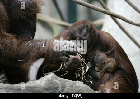Bornesischen Orang-utan Sophia, 27, (C) eine hochgradig gefährdete Arten in freier Wildbahn, sitzt mit ihrem neugeborenen Kind weiblich und Vater des Kindes Ben, 30, (L) an der Brookfield Zoo am 23. Oktober in Brookfield, Illinois 2008. Die Geburt des weiblichen am 6. Oktober ist nur die zweite Geburt eines Orang-Utan, eine hochgradig gefährdete Arten, in einem akkreditierten Nordamerikanischen Zoo in diesem Jahr erwartet. Der säugling Orang-utan gemacht, ihr öffentliches Debüt Mittwoch. (UPI Foto/Brian Kersey) Stockfoto