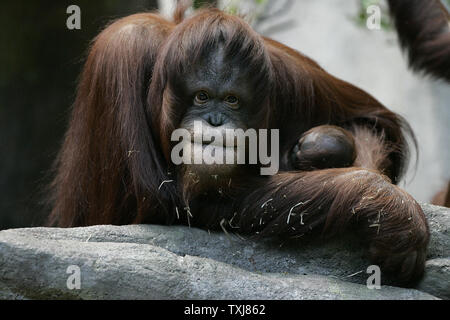 Bornesischen Orang-utan Sophia, 27, (L) eine hochgradig gefährdete Arten in freier Wildbahn, sitzt mit ihrem neugeborenen Kind weiblich an der Brookfield Zoo am 23. Oktober 2008 in Brookfield, Illinois. Die Geburt des weiblichen am 6. Oktober ist nur die zweite Geburt eines Orang-Utan, eine hochgradig gefährdete Arten, in einem akkreditierten Nordamerikanischen Zoo in diesem Jahr erwartet. Der säugling Orang-utan gemacht, ihr öffentliches Debüt Mittwoch. (UPI Foto/Brian Kersey) Stockfoto