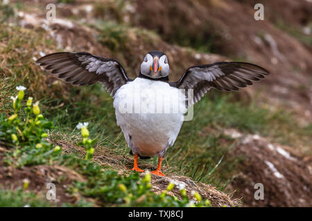 Papageitaucher mit offenen Flügeln an der Farne Island, Großbritannien Stockfoto