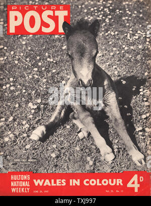 1947 Bild Post Magazine vordere Seite mit einer Sitzung Fohlen Stockfoto