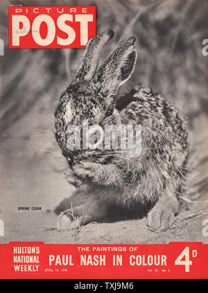 1948 Bild Post Magazine Front Page ein Kaninchen Reinigung selbst Stockfoto