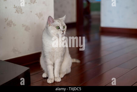 Cat kurz Silber Farbverlauf Stockfoto