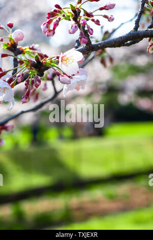Nahaufnahme der Kirschblüten auf einem Zweig, mit Kopie Raum, Tokio, Japan Stockfoto