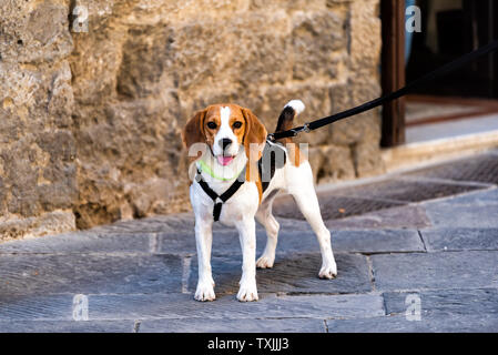 Glücklich lächelnde niedliche Braune beagle Hund an der Leine auf der Straße Straße in der Stadt Stadt Stadt in Italien Stockfoto