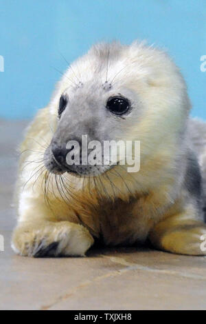 In diesem Foto durch die Chicago Zoologische Gesellschaft, eine männliche Kegelrobbe pup in der Nähe des Wassers liegt im Brookfield Zoo in Brookfield, Illinois am 2. Januar 2014. Die Pup, am Neujahrstag zu Mutter Lily, 10 geboren, ist die Erste ihrer Art im Zoo geboren. Grau Jungrobben mit langen weißen Fell lanugo genannt, die in zwei bis vier Wochen gehäutet und ersetzt mit kürzer, steifer Haare ähnlich der von Erwachsenen geboren. UPI/Jim Schulz/Chicago Zoologische Gesellschaft Stockfoto