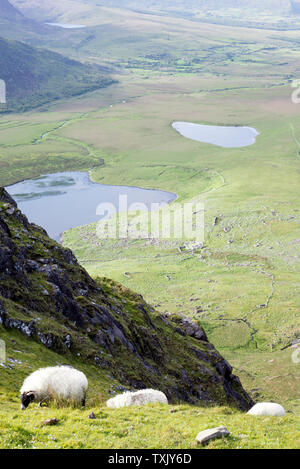 Schaf mit einem malerischen Blick auf die Berge auf der Kerry Way in County Kerry Irland Stockfoto