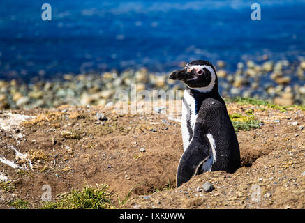 Wilden Pinguin in Chile am Meer Stockfoto