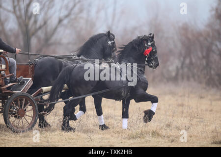 Zwei schwarze wunderschön geschmückten Pferden ziehen eine Karre. Stockfoto