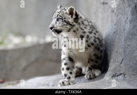 Eine von zwei vier Monate alte weibliche snow leopard Cubs erforscht ihr Lebensraum Platz wie sie und ihre Schwester ihr öffentliches Debüt bei at Brookfield Zoo am 7. Oktober in Brookfield, Illinois 2015 machen. Die zwei Jungen geboren wurden 4-jährige Mutter Sarani und 5-jährige Vater Sabu am 16. Juni 2015 In Suburban Chicago Zoo als Teil einer Paarung auf Empfehlung der Vereinigung von Zoos und Aquarien "Snow Leopard das Überleben von Arten Plan, um zu helfen, eine Genetisch vielfältige und geographisch stabile Population dieser gefährdeten Arten erhöhen. Foto von Brian Kersey/UPI Stockfoto