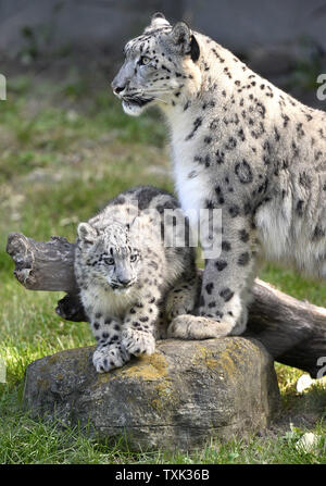 Sarani (R) stehen über eine Ihrer zwei vier Monate alte weibliche snow leopard Cubs als die Jungen, die ihre öffentlichen Debüt bei at Brookfield Zoo, am 7. Oktober 2015 in Brookfield, Illinois. Die zwei Jungen geboren wurden 4-jährige Mutter Sarani und 5-jährige Vater Sabu am 16. Juni 2015 In Suburban Chicago Zoo als Teil einer Paarung auf Empfehlung der Vereinigung von Zoos und Aquarien "Snow Leopard das Überleben von Arten Plan, um zu helfen, eine Genetisch vielfältige und geographisch stabile Population dieser gefährdeten Arten erhöhen. Foto von Brian Kersey/UPI Stockfoto