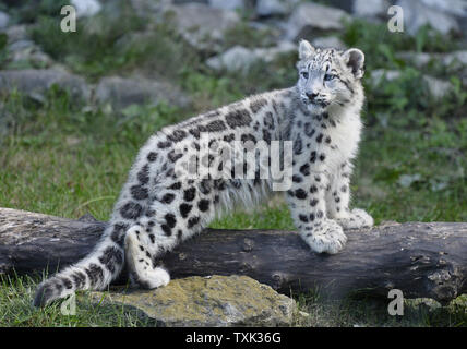 Eine von zwei vier Monate alte weibliche snow leopard Cubs erforscht ihr Lebensraum Platz wie sie und ihre Schwester ihr öffentliches Debüt bei at Brookfield Zoo am 7. Oktober in Brookfield, Illinois 2015 machen. Die zwei Jungen geboren wurden 4-jährige Mutter Sarani und 5-jährige Vater Sabu am 16. Juni 2015 In Suburban Chicago Zoo als Teil einer Paarung auf Empfehlung der Vereinigung von Zoos und Aquarien "Snow Leopard das Überleben von Arten Plan, um zu helfen, eine Genetisch vielfältige und geographisch stabile Population dieser gefährdeten Arten erhöhen. Foto von Brian Kersey/UPI Stockfoto