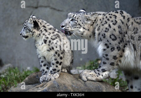 Sarani (R) reinigt eine Ihrer zwei vier Monate alte weibliche snow leopard Cubs als die Jungen, die ihre öffentlichen Debüt bei at Brookfield Zoo, am 7. Oktober 2015 in Brookfield, Illinois. Die zwei Jungen geboren wurden 4-jährige Mutter Sarani und 5-jährige Vater Sabu am 16. Juni 2015 In Suburban Chicago Zoo als Teil einer Paarung auf Empfehlung der Vereinigung von Zoos und Aquarien "Snow Leopard das Überleben von Arten Plan, um zu helfen, eine Genetisch vielfältige und geographisch stabile Population dieser gefährdeten Arten erhöhen. Foto von Brian Kersey/UPI Stockfoto