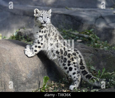 Eine von zwei vier Monate alte weibliche snow leopard Cubs erforscht ihr Lebensraum Platz wie sie und ihre Schwester ihr öffentliches Debüt bei at Brookfield Zoo am 7. Oktober in Brookfield, Illinois 2015 machen. Die zwei Jungen geboren wurden 4-jährige Mutter Sarani und 5-jährige Vater Sabu am 16. Juni 2015 In Suburban Chicago Zoo als Teil einer Paarung auf Empfehlung der Vereinigung von Zoos und Aquarien "Snow Leopard das Überleben von Arten Plan, um zu helfen, eine Genetisch vielfältige und geographisch stabile Population dieser gefährdeten Arten erhöhen. Foto von Brian Kersey/UPI Stockfoto