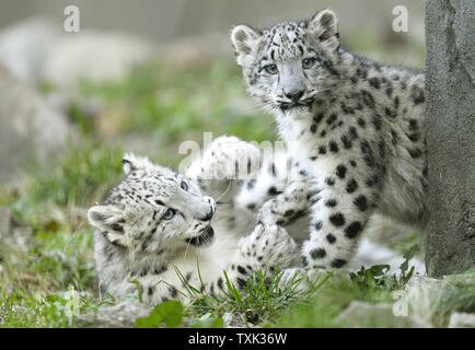 Zwei vier Monate alte weibliche snow leopard Cubs spielen zum ersten Mal in der Öffentlichkeit bei at Brookfield Zoo am 7. Oktober in Brookfield, Illinois 2015. Die zwei Jungen geboren wurden 4-jährige Mutter Sarani und 5-jährige Vater Sabu am 16. Juni 2015 In Suburban Chicago Zoo als Teil einer Paarung auf Empfehlung der Vereinigung von Zoos und Aquarien "Snow Leopard das Überleben von Arten Plan, um zu helfen, eine Genetisch vielfältige und geographisch stabile Population dieser gefährdeten Arten erhöhen. Foto von Brian Kersey/UPI Stockfoto