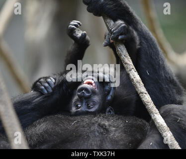 Nora, ein fast zwei Jahre alter Jugendlicher westlichen Flachlandgorilla, spielt mit ihrer Mutter in der Koola Brookfield Zoo Tropic Welt: Afrika Lebensraum am 7. Oktober 2015 in Brookfield, Illinois. Nora, die im Zoo geboren wurde, ist Teil eines 4-generation Gruppe. Westliche Flachlandgorillas sind kritisch vor allem durch die kommerzielle Jagd für den Handel mit Buschfleisch bedrohten, Krankheiten wie Ebola virus, sowie die illegalen Haustierhandel und die Zerstörung der Lebensräume von Logging. Foto von Brian Kersey/UPI Stockfoto