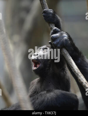 Nora, ein fast zwei Jahre alter Jugendlicher westlichen Flachlandgorilla, spielt in der Brookfield Zoo Tropic Welt: Afrika Lebensraum am 7. Oktober 2015 in Brookfield, Illinois. Nora, die im Zoo geboren wurde, ist Teil eines 4-generation Gruppe. Westliche Flachlandgorillas sind kritisch vor allem durch die kommerzielle Jagd für den Handel mit Buschfleisch bedrohten, Krankheiten wie Ebola virus, sowie die illegalen Haustierhandel und die Zerstörung der Lebensräume von Logging. Foto von Brian Kersey/UPI Stockfoto