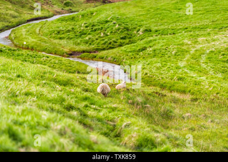 Isländische Schafe auf grünen Wiese weide Feld auf einem Hügel in Island Sommer Landschaft am Fluss Stockfoto