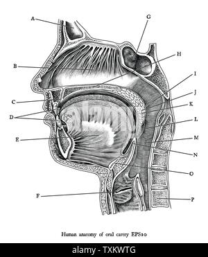 Antike Gravur Abbildung der menschlichen Mundhöhle Schwarz und Weiß Clipart isolieren auf weißem Hintergrund, die menschliche Anatomie für medizinische Ausbildung. Stock Vektor