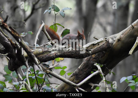 Rote Eichhörnchen in einem Baum Stockfoto